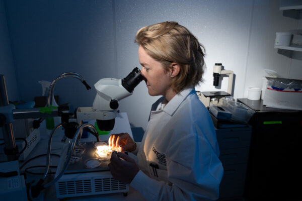 Person looks into a microscope