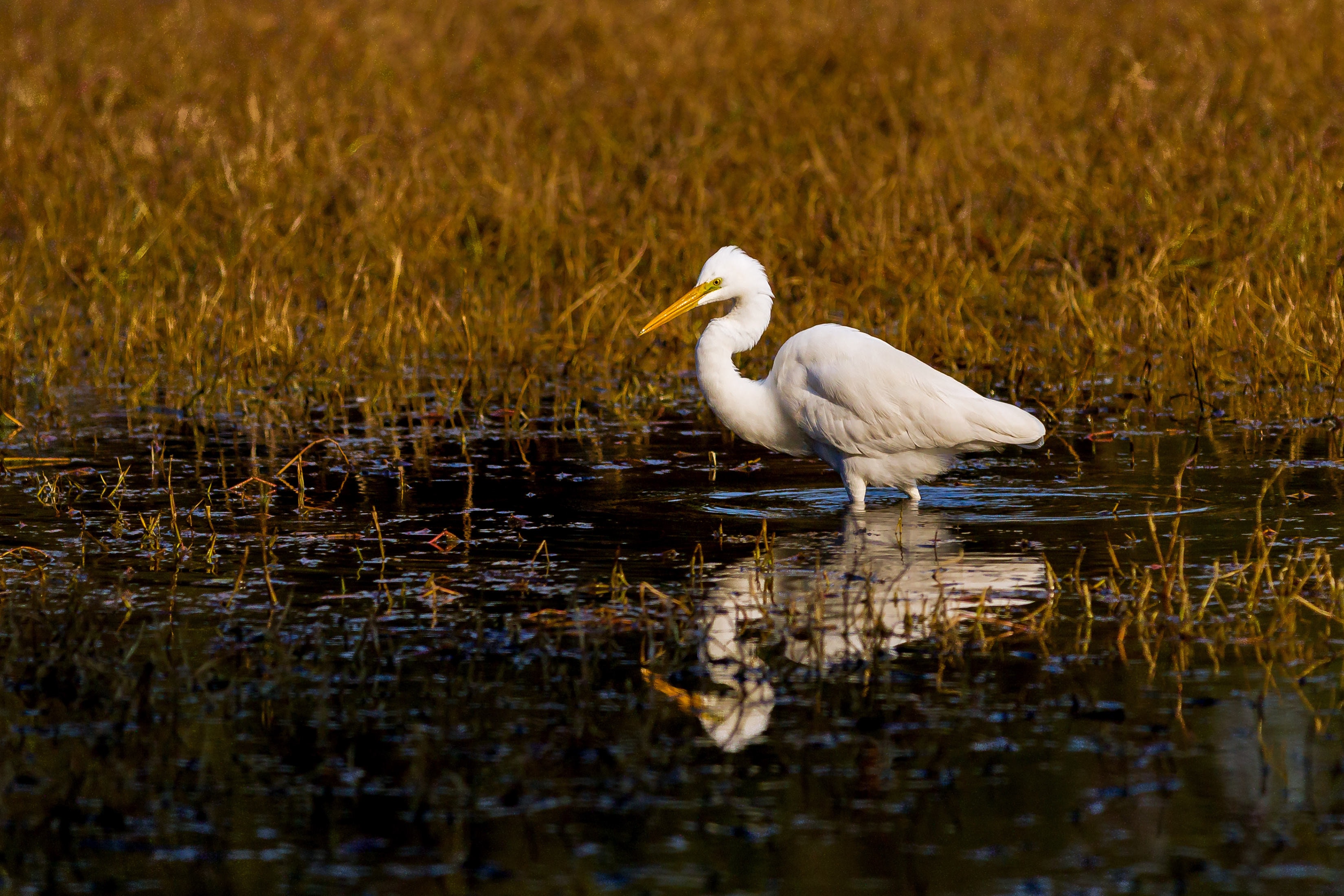 Fish, Wildlife, And Conservation Biology (Ph.D.) - Graduate School