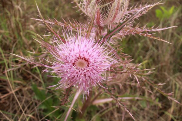 Thistle